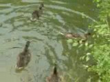Canards