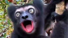 Funy monkey