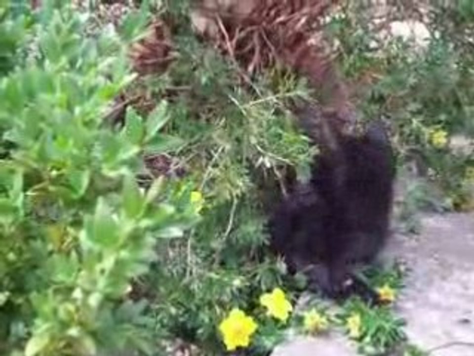 Chatons à donner