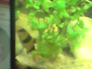 discus