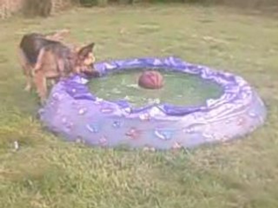 mon chien(berger allemand) qui veux récupéré le ballon
