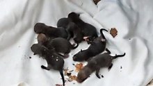 ¡Creyeron rescatar perritos, pero no eran perros!