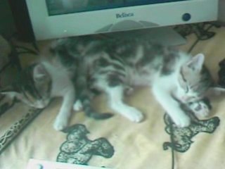 JB et Guiness les chatons dormeurs