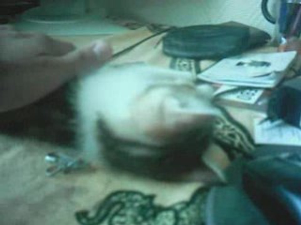 JB et Guiness les chatons