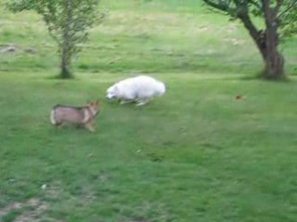 Pixie och Tammy busar