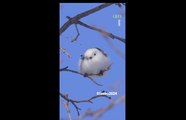 L oiseau le plus m