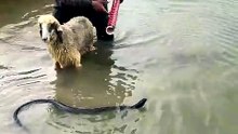 Snake catcher