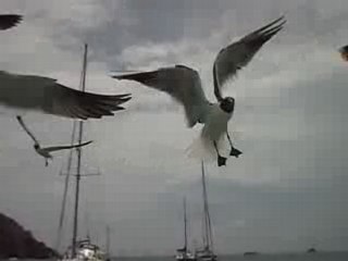 nos copines les mouettes