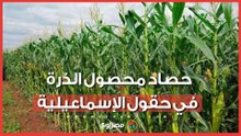 فرحة ورزق حلال.. شاهد حصاد محصول الذرة في حقول الإسماعيلية