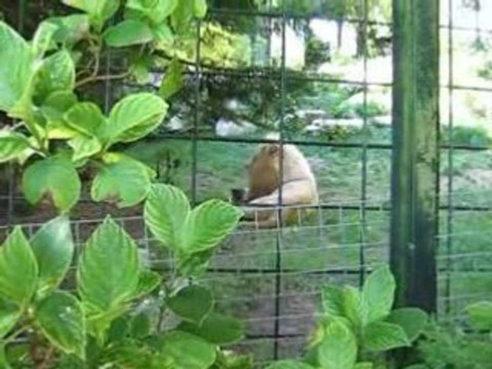Zoo beauval makwalo