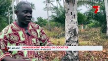 ECLAIRAGE | Jaunissement mortel du cocotier : l'inquiétude gagne Jacqueville.