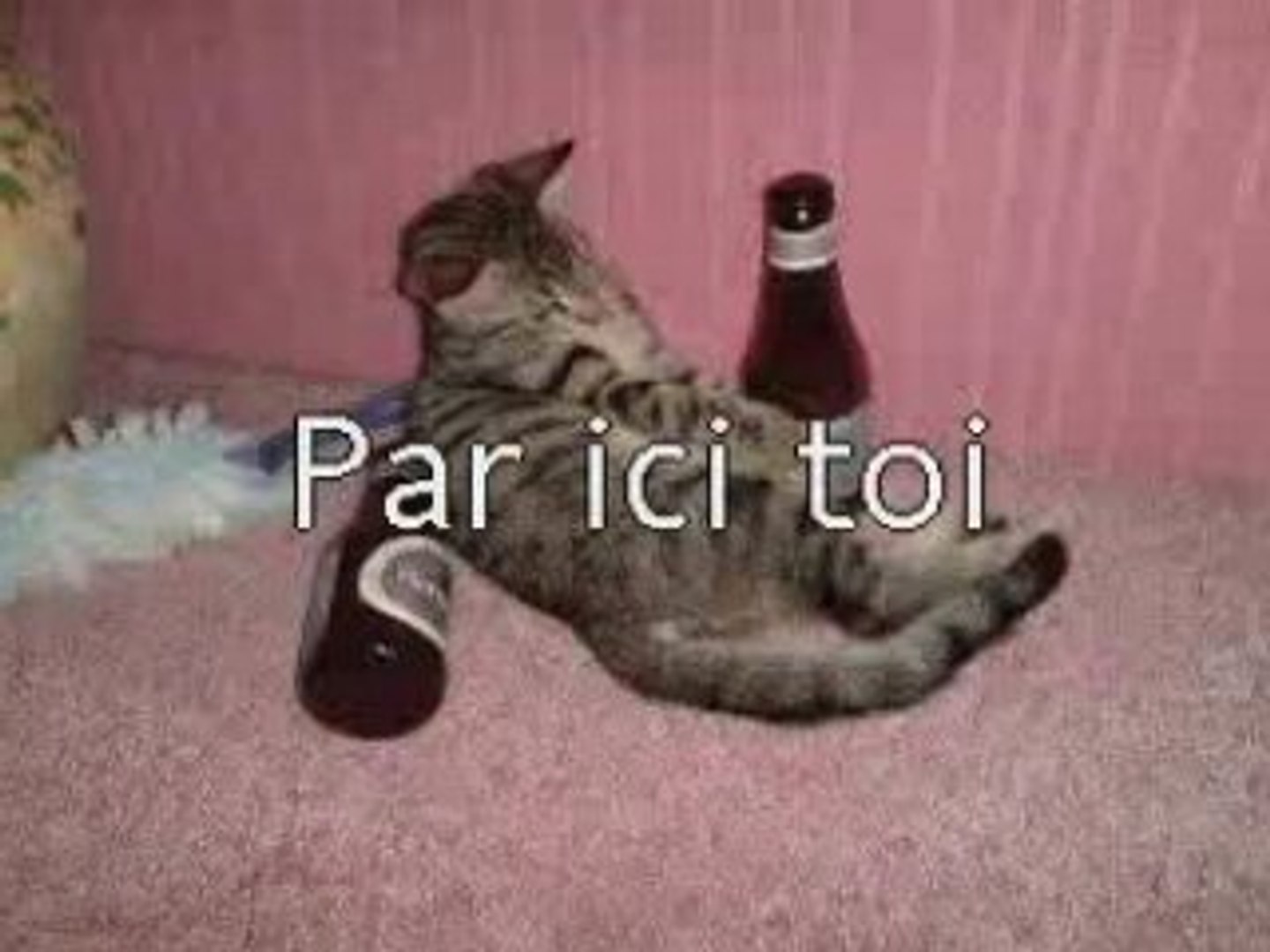 Chat Bourre La Gueule Video Dailymotion