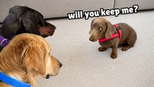 Rescued Puppy Pablo Meets His New Pack After Losing His Owner