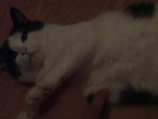 Frimousse Se La Joue Carpette