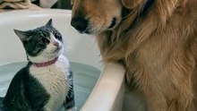 She only stays calm in the bath if the dog is right there 🥹🐾🐈