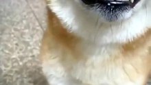 Dog Funny
