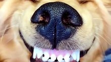 Dog Cut Swett