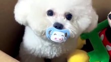 Funny Puppy Dog