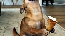 Prank Dog