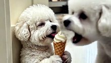 Dog sweet prank