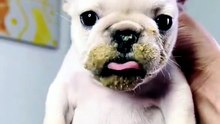 Dog Eting