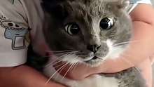 Omg swet cat