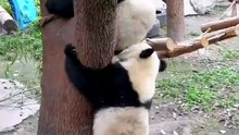 Lover Panda