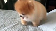 Dogyy Sweet