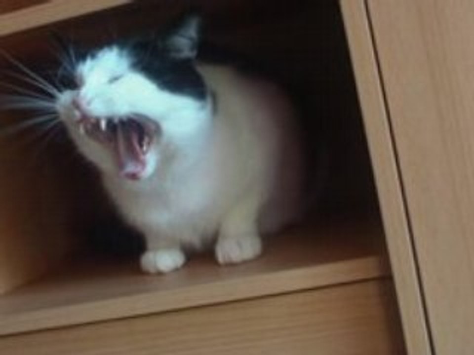 Frimousse Se Cache