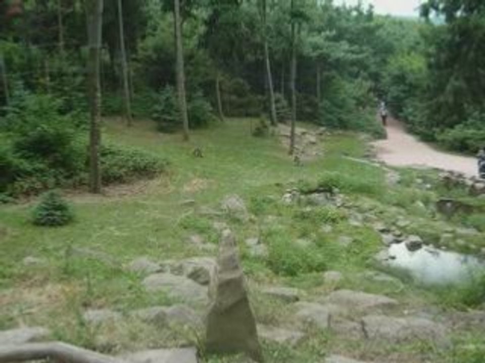 LA MONTAGNE DES SINGES