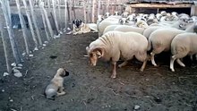 Un bélier défie un chiot Kangal, mais c’est la maman qui règle l’affaire calmement