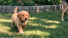 This puppy has tried to escape 50 times — and never once made it 😂🐾