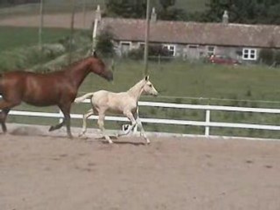 Cheval à vendre Pouliche De Sport Palomino