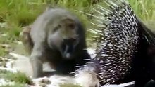 Even the King Needs Help: The Lion's Tick Relief | Wildlife Documentary
