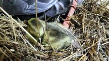 Spotlight on Plop-Top! | #SparklegleamFarm #Tooey #Plop #farm #Lemongrab #geese #farmanimals #UNACCEPTABLE #cute