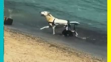 ¡Emotivo! Lomito conquista las redes tras disfrutar de la plata en silla de ruedas