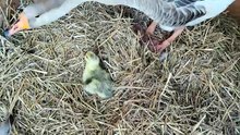 Tooey almost didn't know what to do with herself now that Plop had finally hatched, lol. | #SparklegleamFarm #Tooey #Plop #Lemongrab #homestead #goose #farmanimals #soft #cute