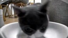 Big guy was mad at the automatic feeder 🤣