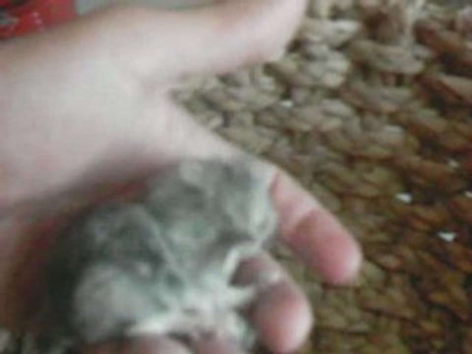 Bébés chinchillas de Pouky et Laïa