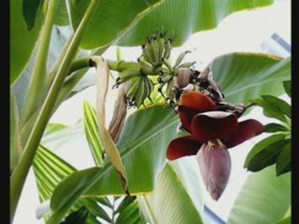 My Banana Plantation II