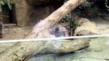 Manul Kittens Chilling Out with Ice