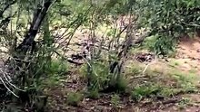 Intense Standoff Between Lone African Leopard and Aggressive Wild Dog Pack