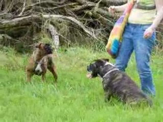 Casey, Am'Staff & Capone, Boxer