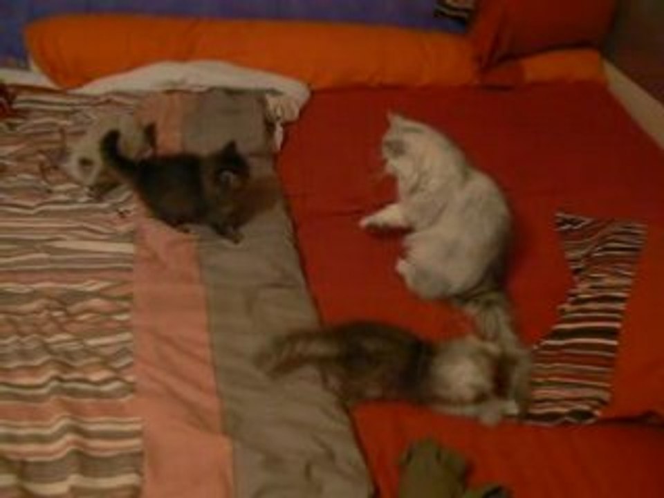 les chatons jouent 2