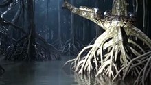 Ai Shorts Video