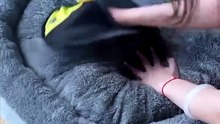 Pet Hair Removal Mitt 😲