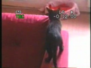 Pimousse ds la cuisine