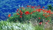 🌺 Relaxation Totale dans un Champ de Coquelicots _ Musique Douce Anti Stress pour Dormir et Méditer