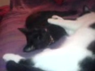 Pimousse & Frimousse