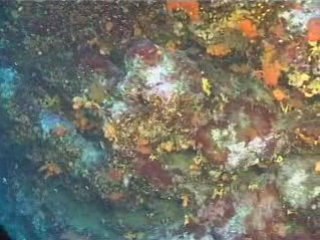 Underwater sous l eau